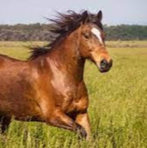 Meet your Posher, Chloé